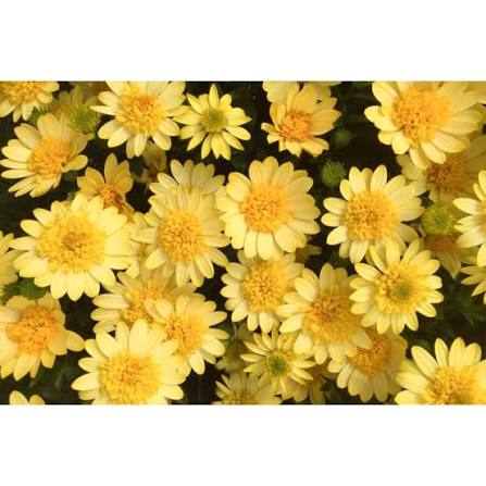 Osteo Serenity Double Yellow 17cm