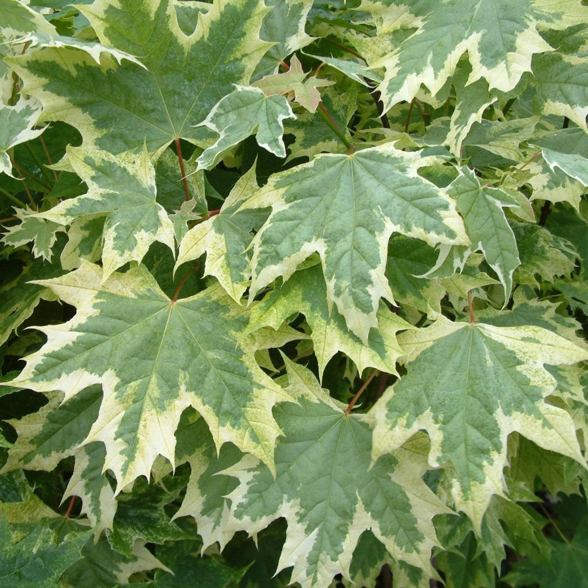 Acer Drummondii 50lt