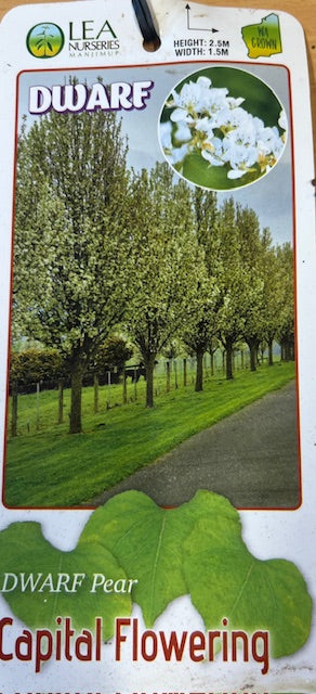 Dwarf Capital Pear 50lt