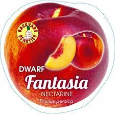 Nectarine Fantasia Dwf 30lt – Bigga Trees