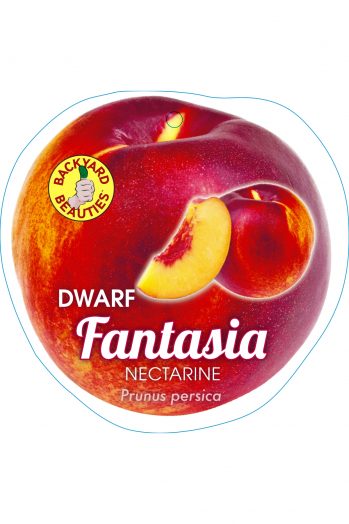 Dwarf Fantasia Nectarine bare root