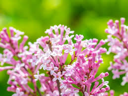 Syringa Dwf Std Lilac Meyeri Palibin 18lt