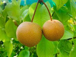 Kosui Dwarf Pear 30lt