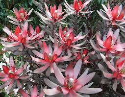 Leucadendron Ebony 140mm