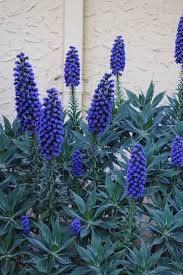 Echium Fastuoseum 175mm