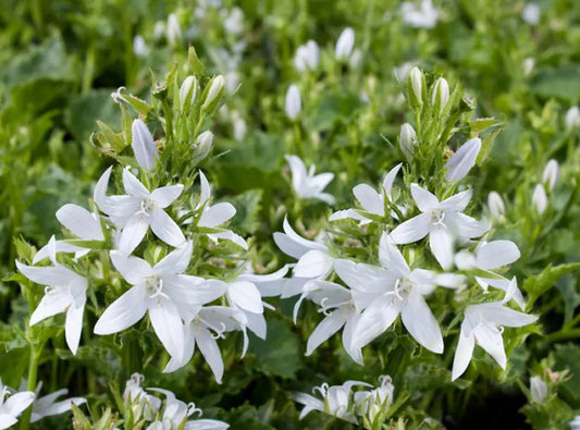 Campanula Eh Frost 140mm