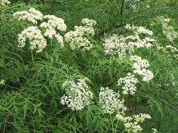 Sambucus Nigra Laciniata Cutleaf Elderberry 30lt