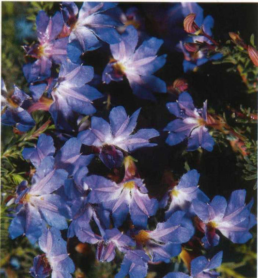 Leschenaultia Electric Blue Small