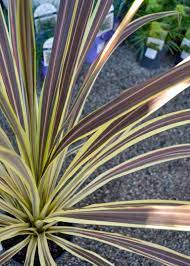 Cordyline Electric Flash 5lt