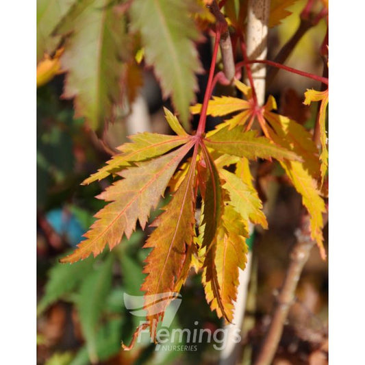 Acer palmatum Elegans bare root