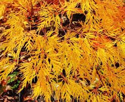 Acer Palmatum Dissectum Ellen 50lt