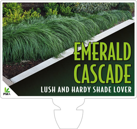 Liriope Emerald Cascade 14cm