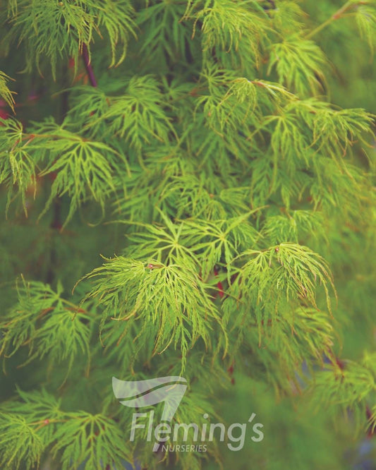 Acer palmatum Dissectum Emerald Lace bare root