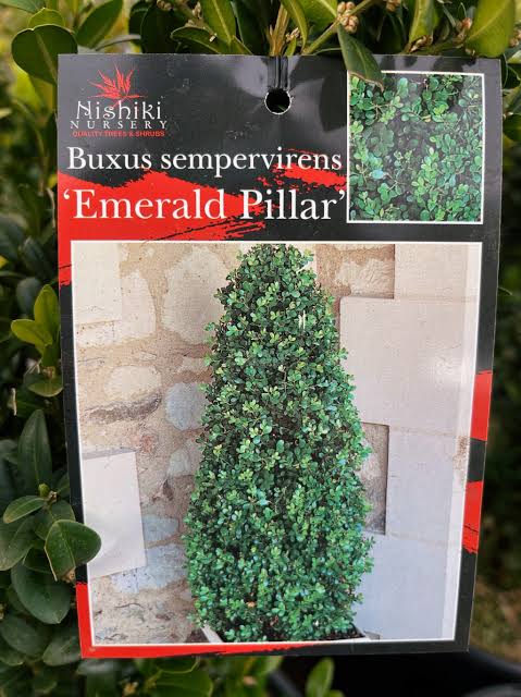 Buxus Emerld Pillar 140mm