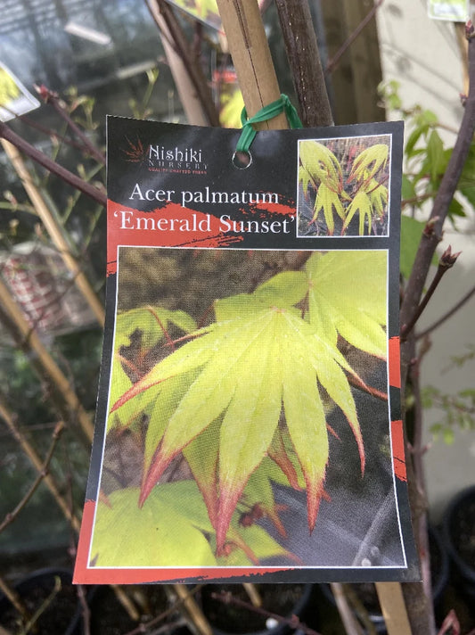 Acer Palmatum Emerald Sunset 50lt