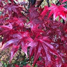 Acer Palmatum Emperor 18lt