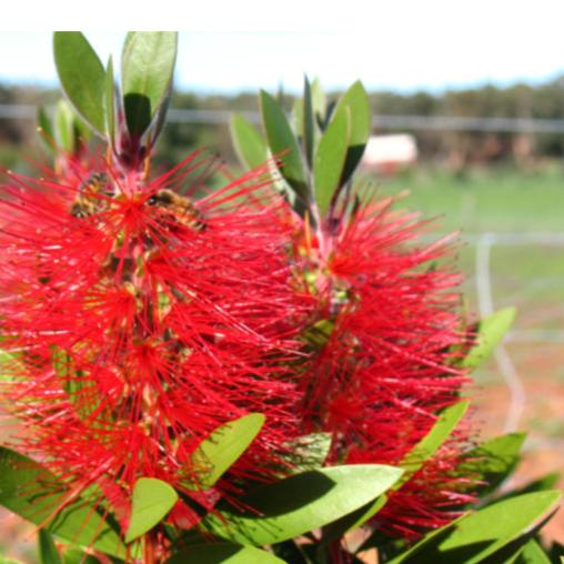 Callistemon Endeavour 14cm