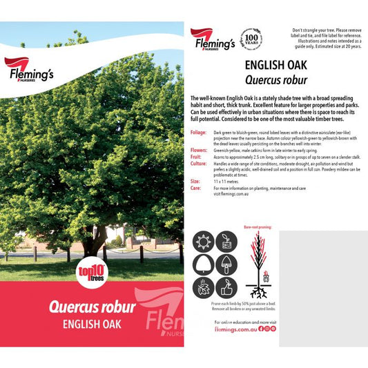 Quercus Rubur English 50lt