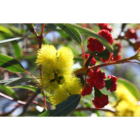 Eucalyptus Erythrocorys 30lt