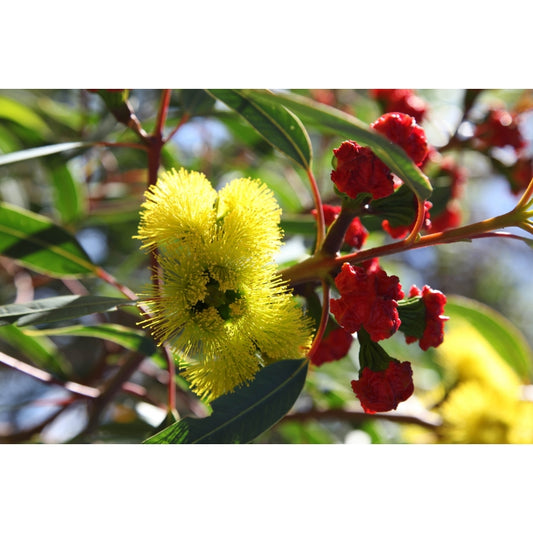 Eucalyptus Erythrocorys 175mm