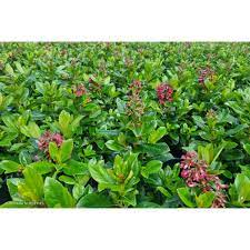 Escallonia Red Hedge 14cm