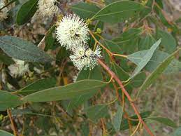 Eucalyptus Decipiens 18lt