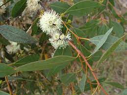 Eucalyptus Decipiens 50lt