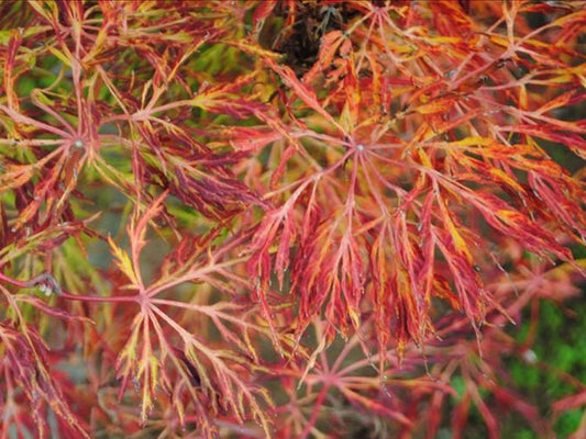 Acer Japonicum Fairy Lights 40cm