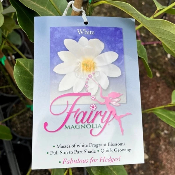 Fairy Magnolia White 18lt