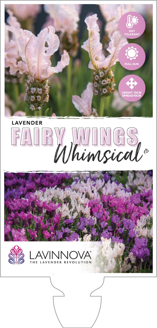 Lavandula Fairy Wings Blush Whimsical 140mm