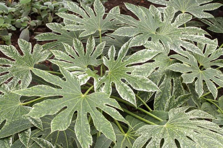 Fatsia Japonica Spider Web 200mm