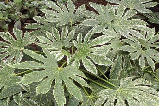 Fatsia Japonica Spider Web 200mm