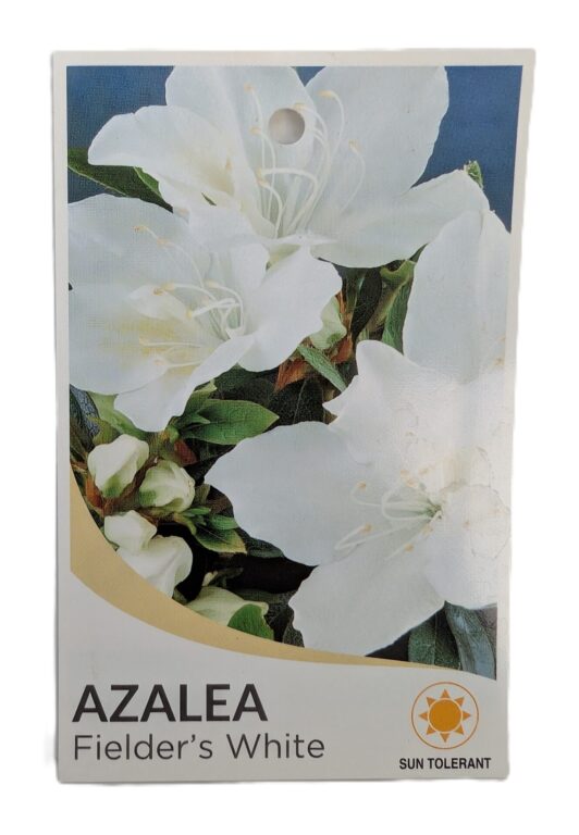 Azalea Fielder's White 25cm