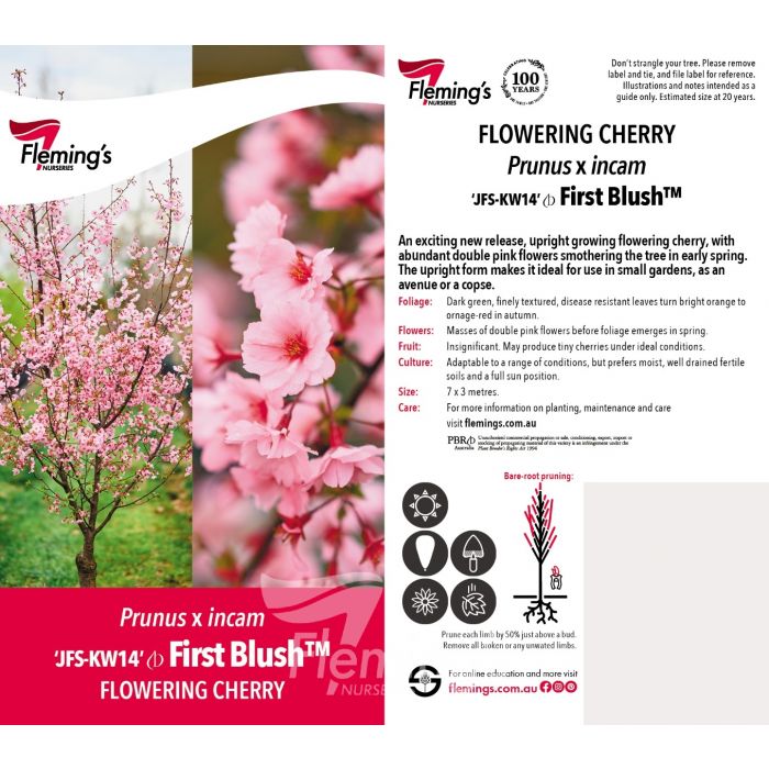First Blus Tree First Blush 50lt – Bigga Trees