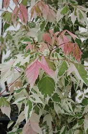 Acer Flamingo Box Elder 50lt