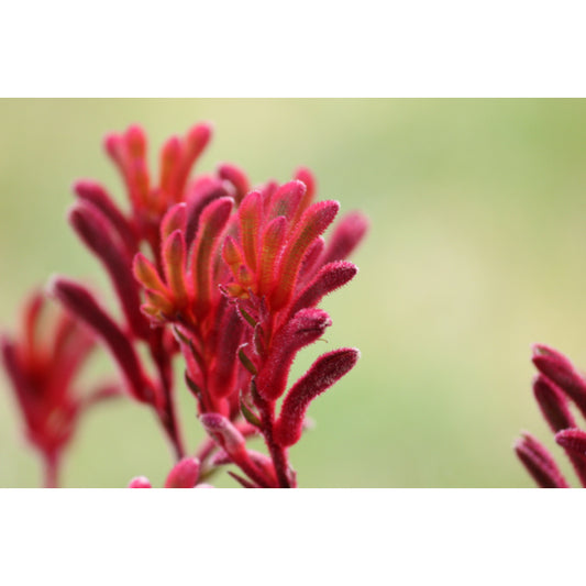 Anigozanthos Flavidus Red