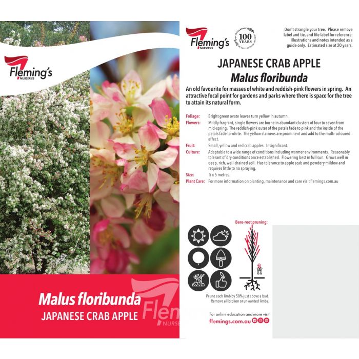 Malus Floribunda bare root