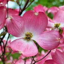 Cornus Florida Pink Flowering 20cm