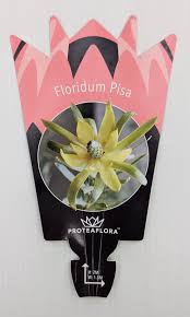Leucadendron Floridum Pisa 140mm