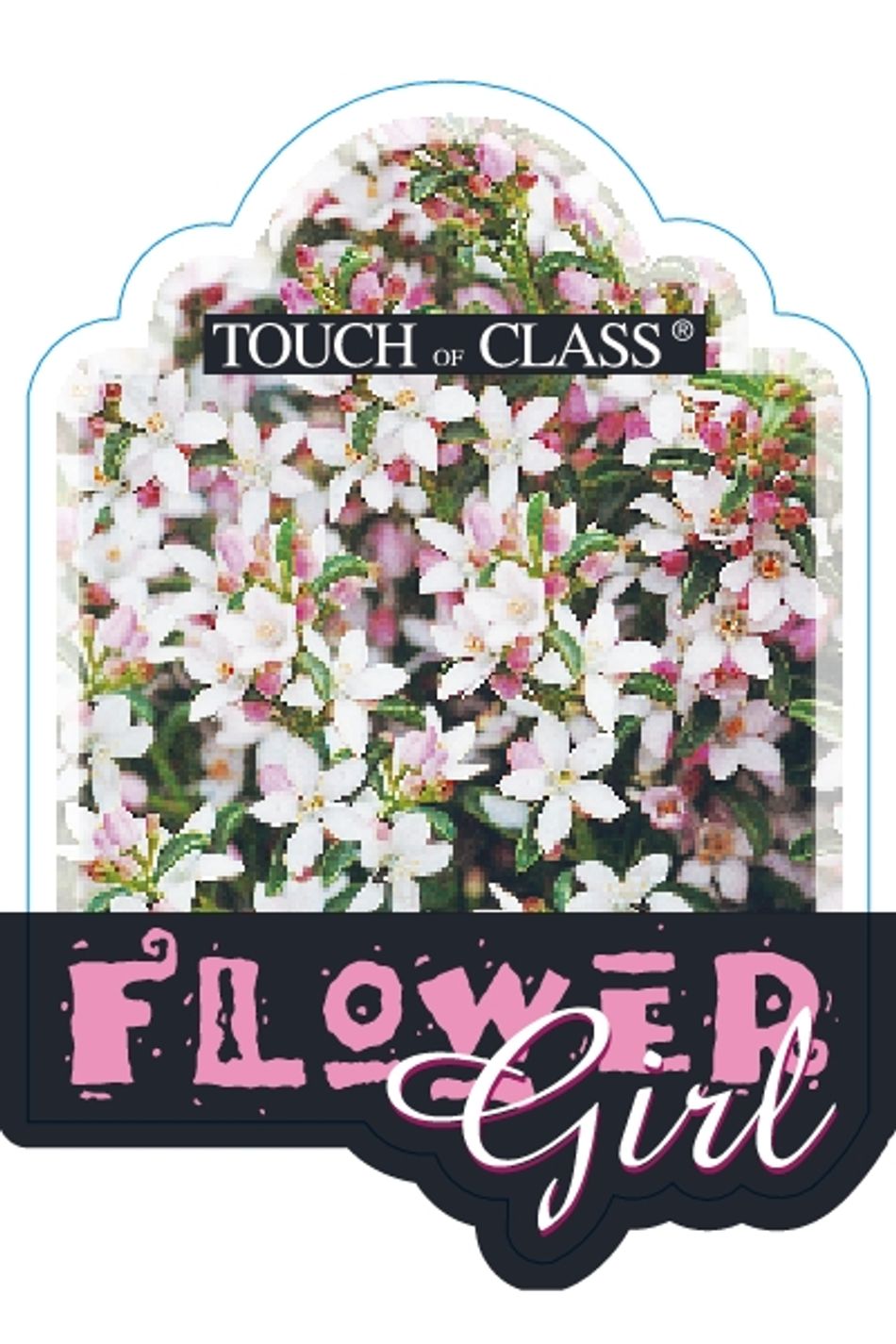 Philotheca Flower Girl 140mm