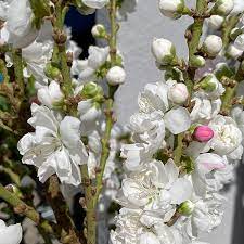 Dwarf Flowering Peach White 30lt