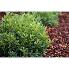 Leptospermum Foreshore 5lt