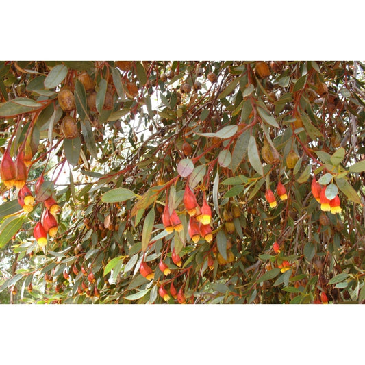 Eucalyptus Forrestiana 50lt