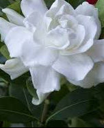 Gardenia Four Seasons 25cm