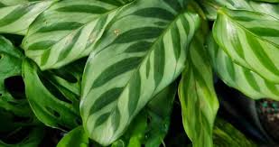 Calathea Freddy 140mm