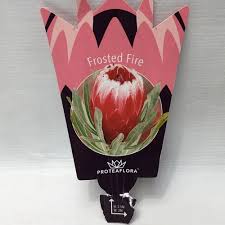 Protea Frosted Fire 140mm