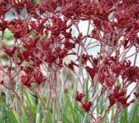 Frosty Red Kangaroo Paw 14cm