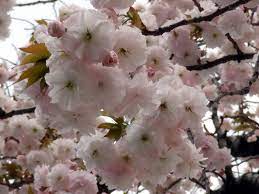 Fugenzo Flowering Cherry 30lt