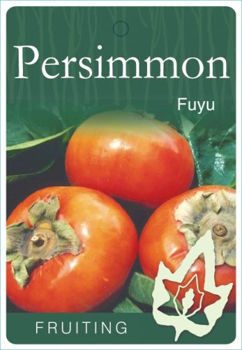 Persimmon Fuyu bare root