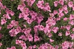 Diascia Genta Pink 140mm